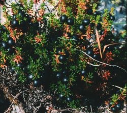 Заметки дендролога. Шикша