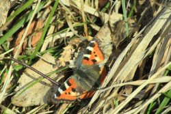 Фенологические заметки. На пороге весны