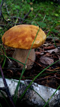 Чем был примечателен июль 2020 года в Алтайском заповеднике?