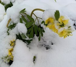 Причудливый апрель
