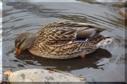 Весна: бёрдвочер торжествует.