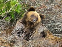 В Алтайском заповеднике проснулись медведи