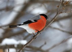 ОРНИТОЛОГИЧЕСКИЕ НОВОСТИ С УЧЕТНОГО МАРШРУТА НА ЯЙЛИНСКОЙ ТЕРРАСЕ И НЕ ТОЛЬКО. Декабрь 2021