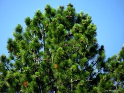 Внимание! Напоминаем о необходимости соблюдения режима ООПТ в период сбора кедрового ореха в Республике Алтай