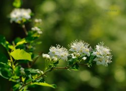 Сюрпризы мая