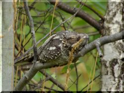 ОРНИТОЛОГИЧЕСКИЕ НОВОСТИ С УЧЕТНОГО МАРШРУТА НА ЯЙЛИНСКОЙ ТЕРРАСЕ И НЕ ТОЛЬКО. Выпуск №12
