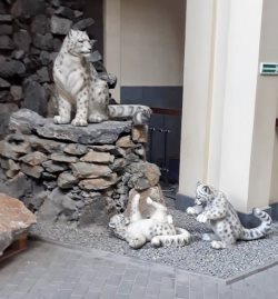 26 мая - День снежного барса