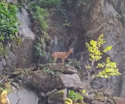 В Алтайском заповеднике государственные инспекторы помогли косуле выбраться из скальной «ловушки»