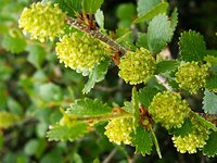 Флора. Древесно-кустарниковые виды