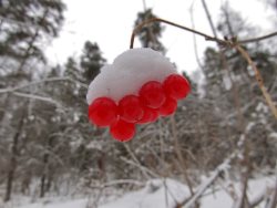 Заметки дендролога. Кали́на обыкнове́нная