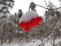 Заметки дендролога. Кали́на обыкнове́нная