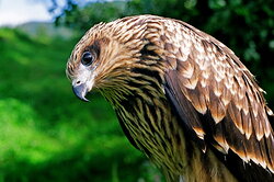 April 1 – International Bird Day 