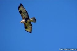 ОРНИТОЛОГИЧЕСКИЕ НОВОСТИ С УЧЕТНОГО МАРШРУТА НА ЯЙЛИНСКОЙ ТЕРРАСЕ И НЕ ТОЛЬКО. Выпуск 8. 2017.