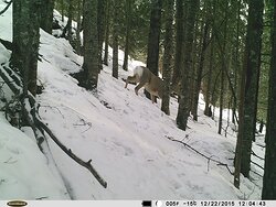 Окно в заповедную природу. Косуля сибирская