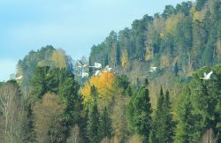 В Алтайском заповеднике наблюдают массовый пролёт лебедей