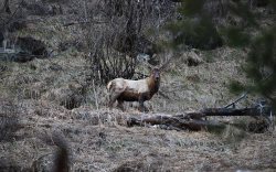 Учет марала на солнцепечных склонах