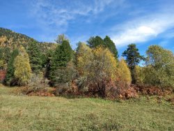  Фенологические заметки. Осенняя пора