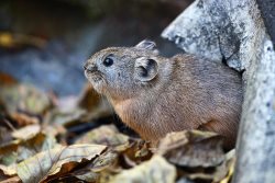 3 марта - Всемирный день дикой природы!