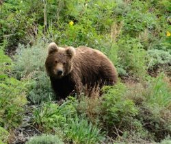 Медведи на прителецких склонах