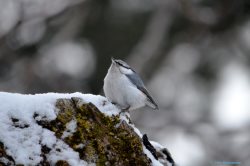 ОРНИТОЛОГИЧЕСКИЕ НОВОСТИ С УЧЕТНОГО МАРШРУТА НА ЯЙЛИНСКОЙ ТЕРРАСЕ И НЕ ТОЛЬКО. Февраль 2021