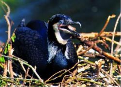 "В мире животных"