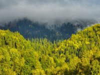 В Алтайском заповеднике наступает Золотая осень!