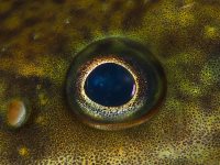 Ночная жизнь Телецкого