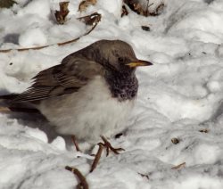 ОРНИТОЛОГИЧЕСКИЕ НОВОСТИ С УЧЕТНОГО МАРШРУТА НА ЯЙЛИНСКОЙ ТЕРРАСЕ И НЕ ТОЛЬКО. Ноябрь 2021