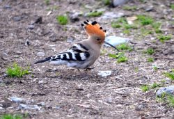 ОРНИТОЛОГИЧЕСКИЕ НОВОСТИ С УЧЕТНОГО МАРШРУТА НА ЯЙЛИНСКОЙ ТЕРРАСЕ И НЕ ТОЛЬКО. Май 2022