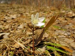 В Алтайском заповеднике появились первые цветы