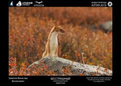 Расскажи историю о живой природе Алтая