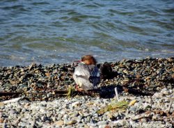 Наблюдения за птицами Алтайского заповедника в мае 2018 года
