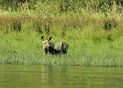 Лоси отметились на границе Алтайского заповедника после долгого перерыва