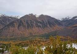 Фенологические заметки. «Предзимье» в Алтайском заповеднике