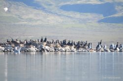 В Алтайском заповеднике прошла инвентаризация численности птиц Джулукульской котловины