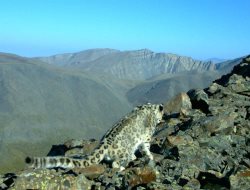 Экологи «установили личность» случайно сфотографированного бийчанином снежного барса