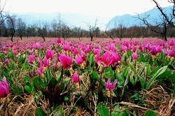40 лет в Алтайском заповеднике!