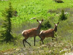 22 мая – Международный день биологического разнообразия