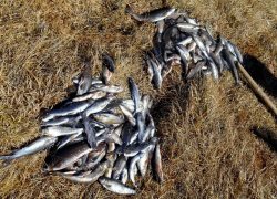 Уголовная ответственность за незаконный лов заповедного хариуса