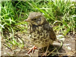 ОРНИТОЛОГИЧЕСКИЕ НОВОСТИ С УЧЕТНОГО МАРШРУТА НА ЯЙЛИНСКОЙ ТЕРРАСЕ И НЕ ТОЛЬКО. Выпуск №10