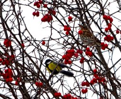 ОРНИТОЛОГИЧЕСКИЕ НОВОСТИ С УЧЕТНОГО МАРШРУТА НА ЯЙЛИНСКОЙ ТЕРРАСЕ И НЕ ТОЛЬКО. Ноябрь 2023