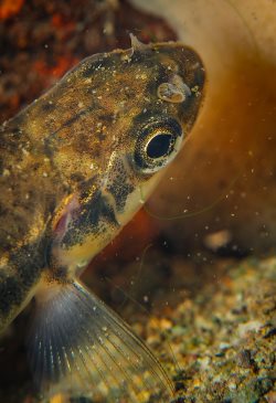 Подводный мир Телецкого с наступлением зимы