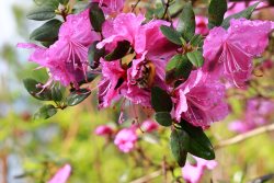 Единый фенологический день «Пробуждение маральника в Республике Алтай»