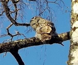 Орнитологические новости с учётного маршрута на Яйлинской террасе и не только. Январь 2019.