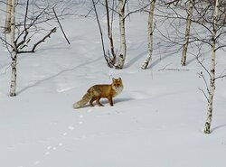 Приключения рыжей воришки на кордоне Байгазан.