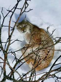 В Алтайском заповеднике сфотографировали редкую кошку