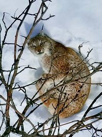 В Алтайском заповеднике сфотографировали редкую кошку