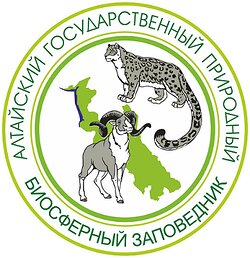 Косуля мигрирует из-за высокого снега и выходит к домам