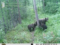 Кадры с фотоловушек Алтайского заповедника принимают участие в конкурсе Фотоловушка.РФ-2018.
