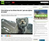 Манул на интернет-ресурсах Russia Today и The Siberian Times